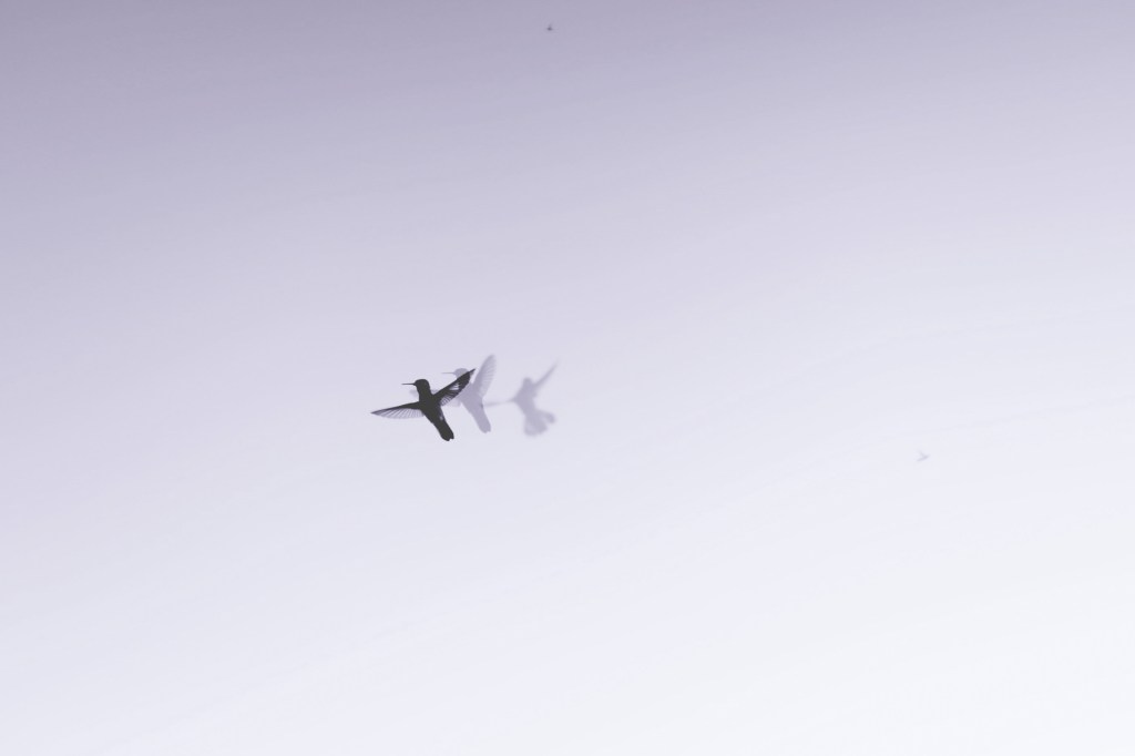 Hummingbirds | 08.04.2018